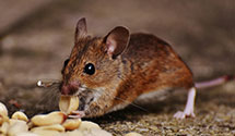 24 Hour & Emergency Exterminators in Trumbaursvlle, PA